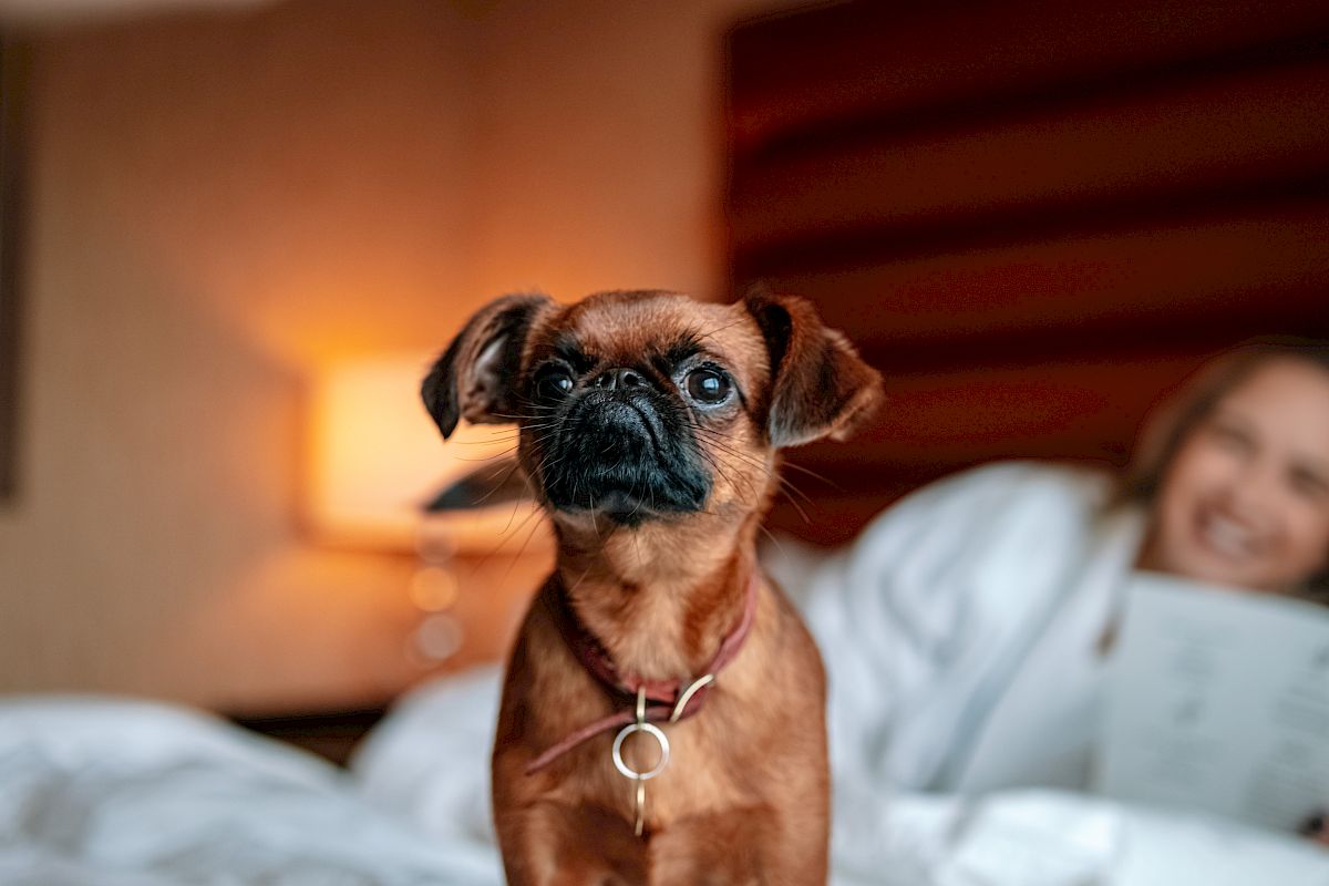 A small dog with a collar sits on a bed, with a woman blurred in the background holding a book, and a lamp softly lighting the room.