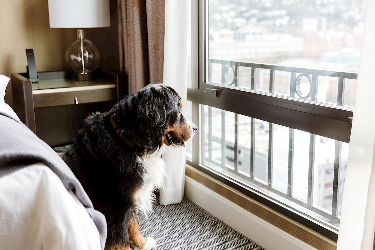 A dog stands near a window in a bedroom, looking outside. There's a bed, lamp, and nightstand in the room. Cityscape visible through the window.