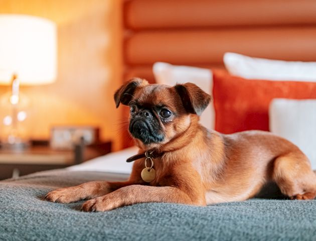 A small brown dog with a collar is lying on a bed in a cozy room with pillows and a lamp in the background.