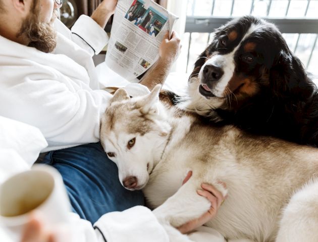 A person in a robe is reading a newspaper on a bed, accompanied by two large dogs lying beside them.
