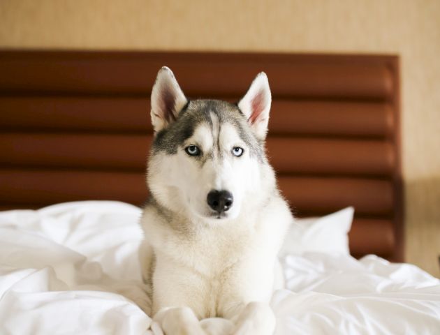 A husky with blue eyes is lying on a white bed with a brown headboard, looking directly at the camera.