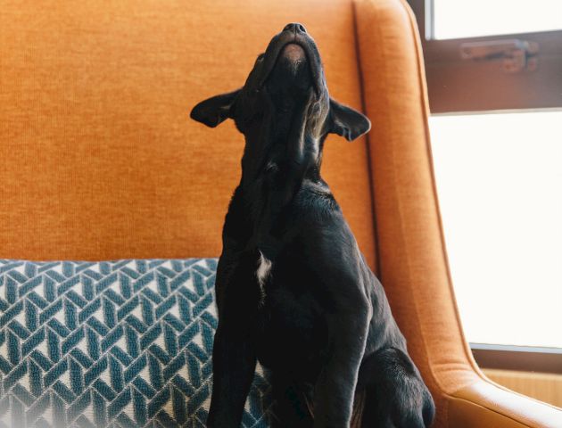 A small black dog is sitting on an orange chair beside a window, possibly howling or barking, with a blue patterned cushion behind it.