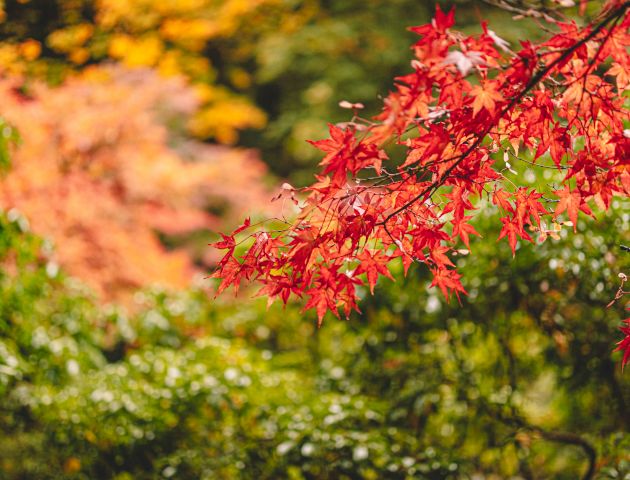 The image shows a beautiful scene of autumn foliage, with vibrant red leaves on a branch in the foreground and green and yellow leaves in the background.
