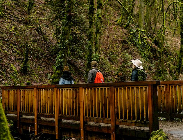 A group of people stands on a wooden bridge surrounded by lush green forest, engaging in a nature walk.