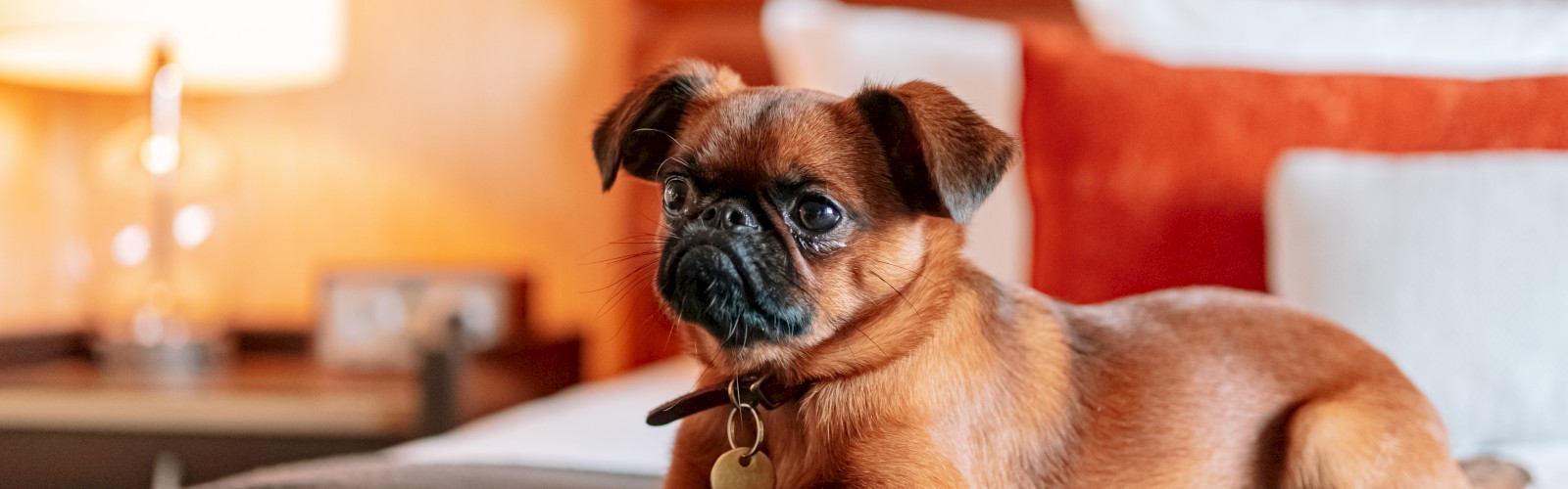 A small dog is lying on a bed with pillows in a warmly lit room.