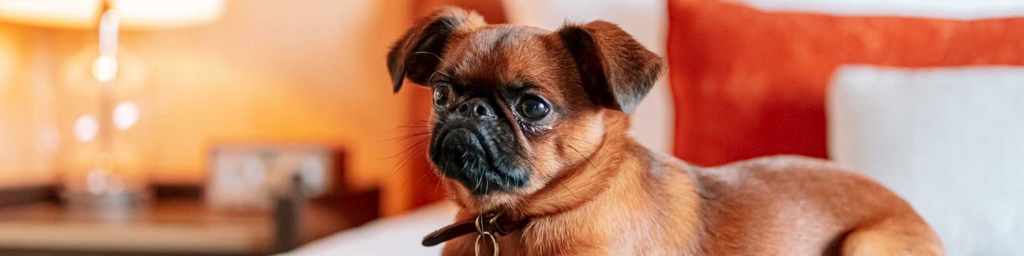 A small dog is lying on a bed with pillows in a warmly lit room.